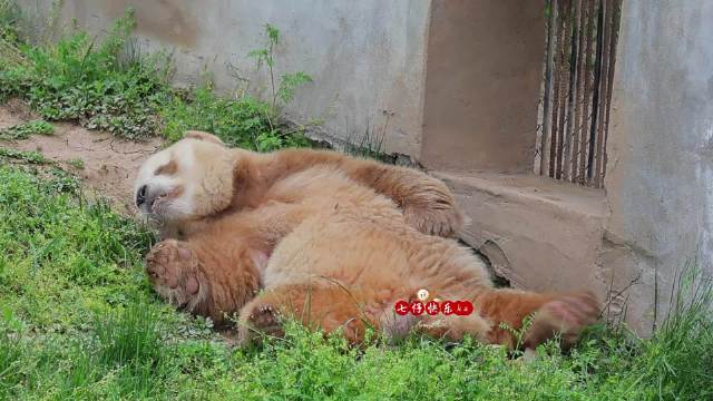 七仔仔，你jiojio一动一动，是证明你没有睡着吗？秦岭棕色大熊猫七仔