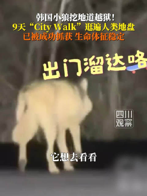韩国小狼挖地道逃家9天后被找回