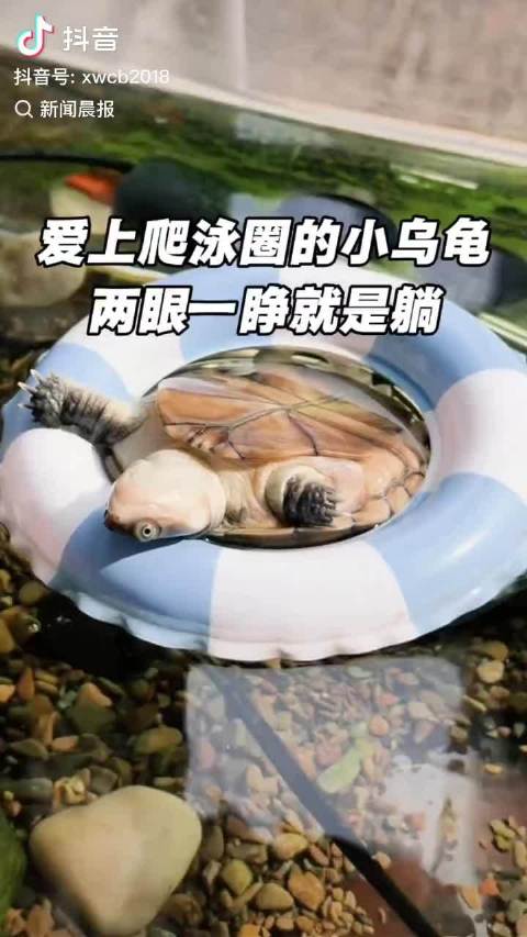 哈哈，好有意思，乌龟也能琢磨事情？会越狱不？