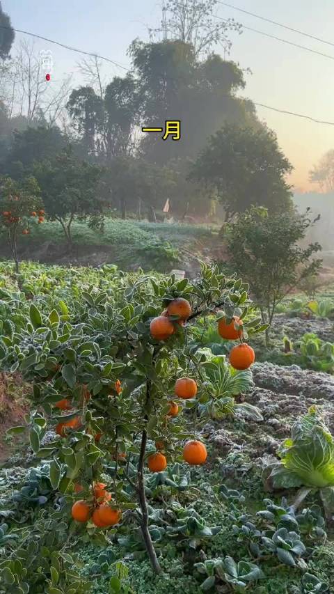 摄影师耗时两年记录家乡四季，音乐唤起童年回忆