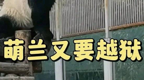 萌兰长高了又要越狱了