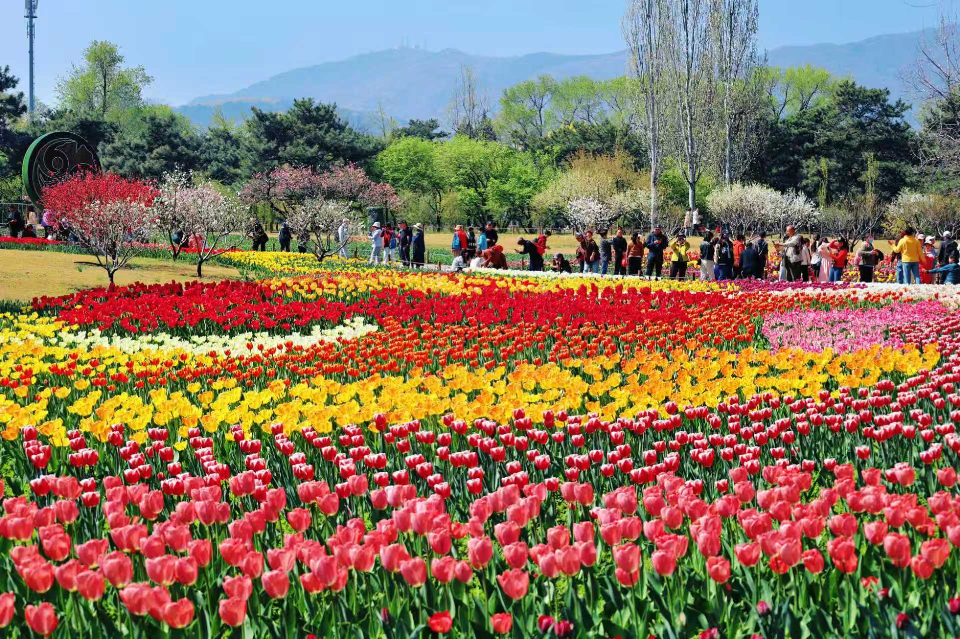 鬱金香花海。國家植物園供圖
