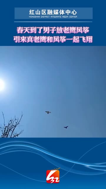 春天到了男子放老鹰风筝，引来真老鹰和风筝一起飞翔。