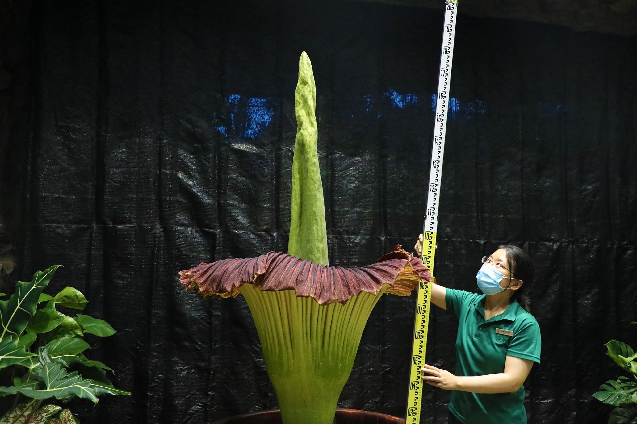 巨魔芋。國家植物園供圖