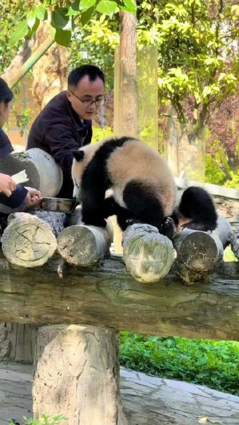乔乔家姚小八乔小九喝盆盆奶，真的好乖