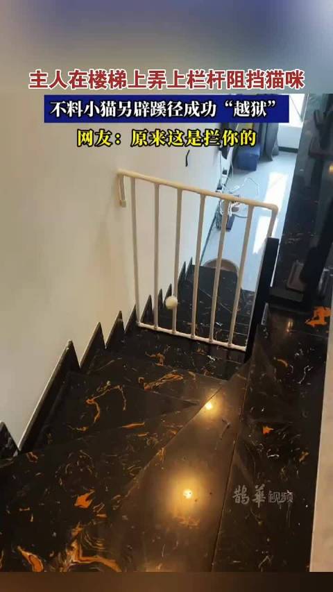 主人在楼梯上弄上栏杆阻挡猫咪，没想到小猫最后成功“越狱”