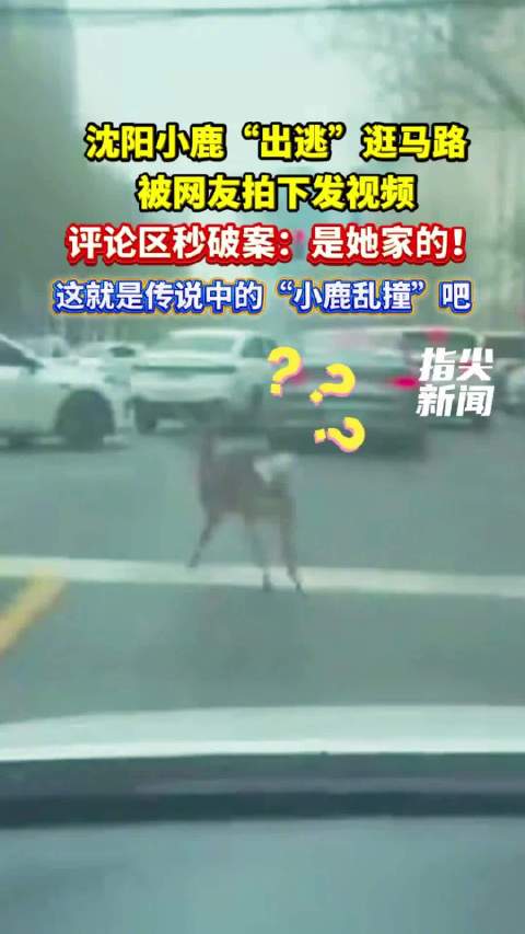 沈阳咖啡店小鹿出逃逛马路，网友拍下灵动身影
