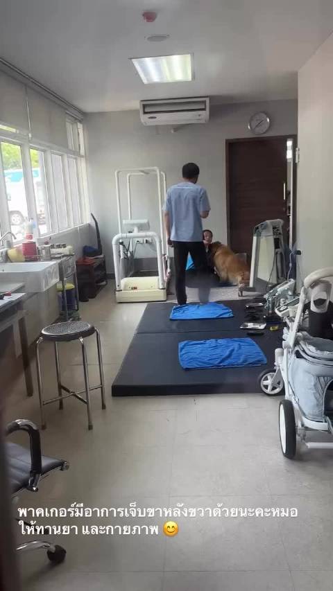 帕帕回家后呕吐腿痛，已就医多特