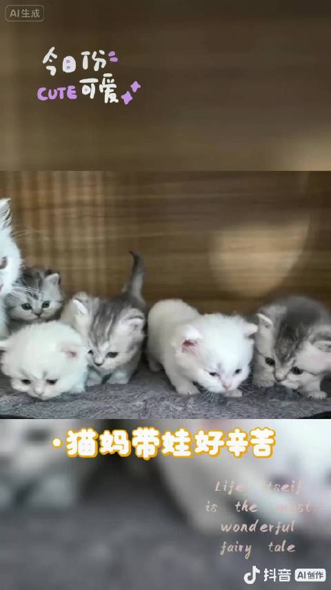 合肥奶猫小偿领养～看上的私