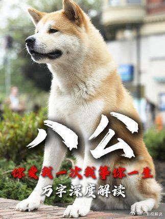 忠犬八公：赴十年无声之约