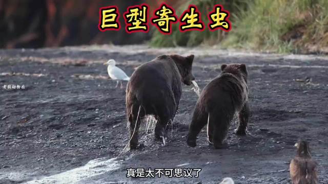 棕熊居然被一米多长的寄生虫寄生