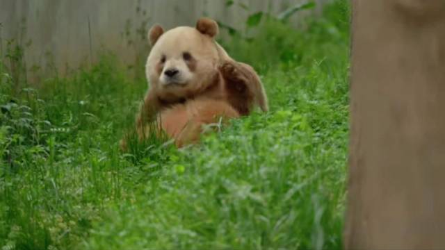 熊猫七仔日常打滚泡澡,奶音萌化众人