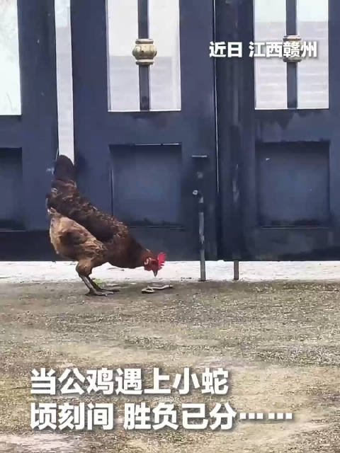 公鸡遇蛇瞬间决胜负