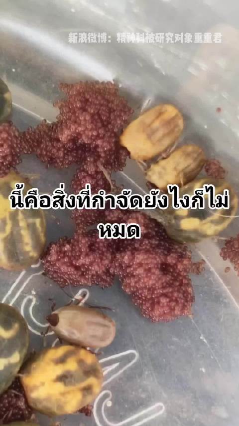 专家警告蜱虫卵含毒素不可食用
