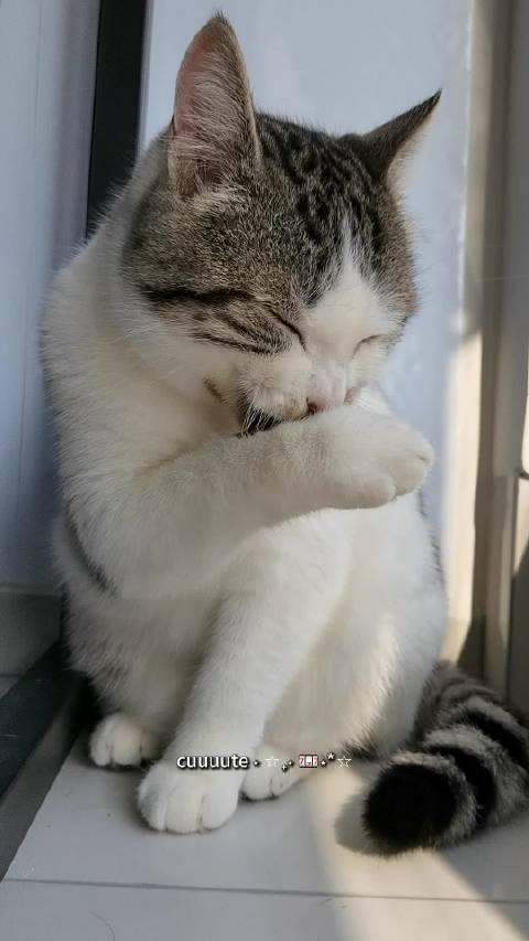 猫生信条：不内卷不emo，吃饱喝足快乐睡