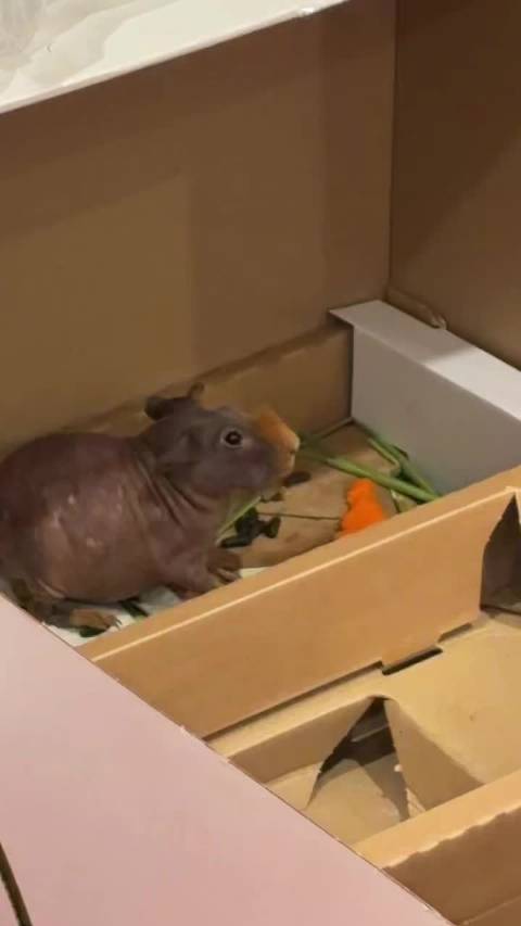 带了一只小猪猪回家，新买的小别墅还没有到，将就蜗居一下吧