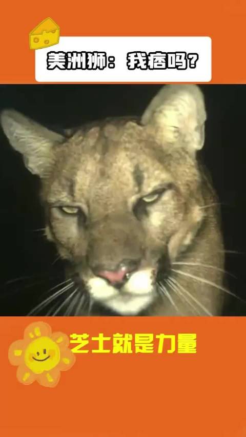 美洲狮：怎样我痞吗？ 动物迷惑行为 动物世界 美洲狮