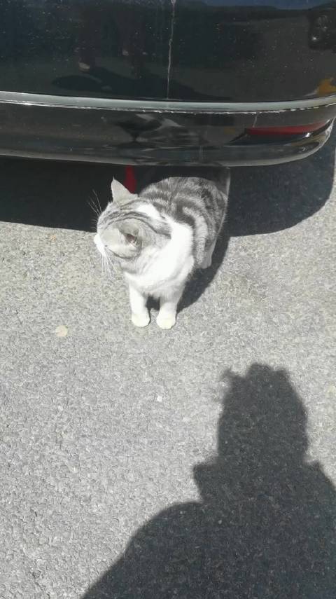 伤脚猫咪两次越狱逃跑，主人拎鸡蛋追回