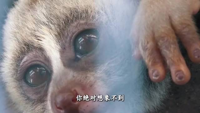 蜂猴分泌毒液可致休克，灵长类若全带毒将颠覆生态