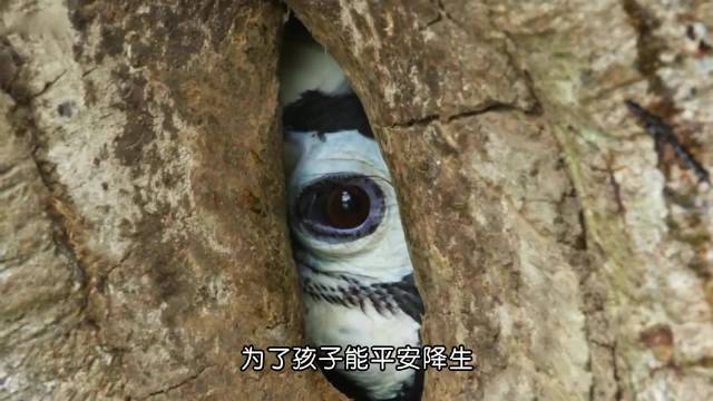 《爱的供养》两百天暗室囚守，两万颗浆果诺言 动物世界｜爱｜犀鸟