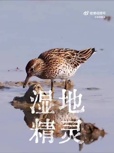 栗色小帽飞行家空降合肥