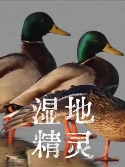 来合肥看看绿头鸭