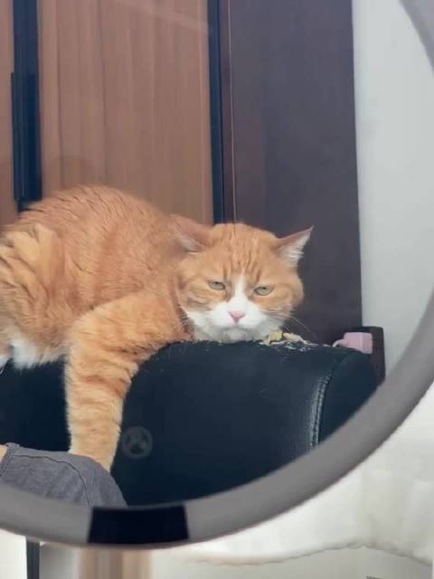 橘猫小咪困态引热议,papi酱参与互动