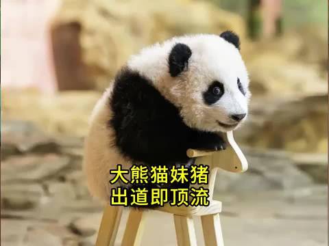 出道即顶流的小熊妹猪，越狱也是手拿把掐