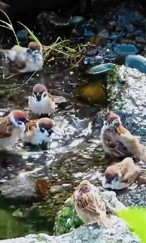 麻雀水浴清洁羽毛，与流浪狗和平共处
