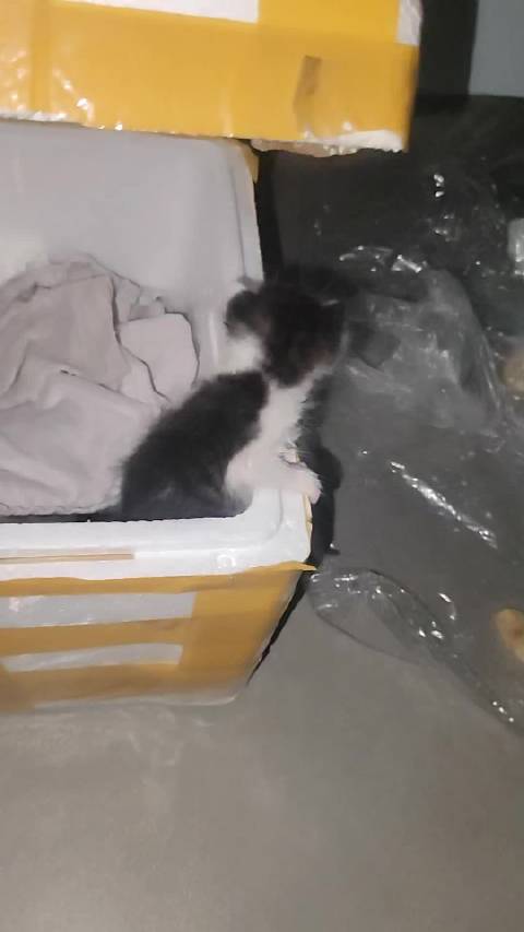 小小的一个，还想越狱