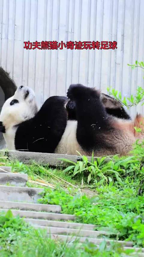 功夫熊猫小奇迹玩转足球！大家快来吸小奇迹吧