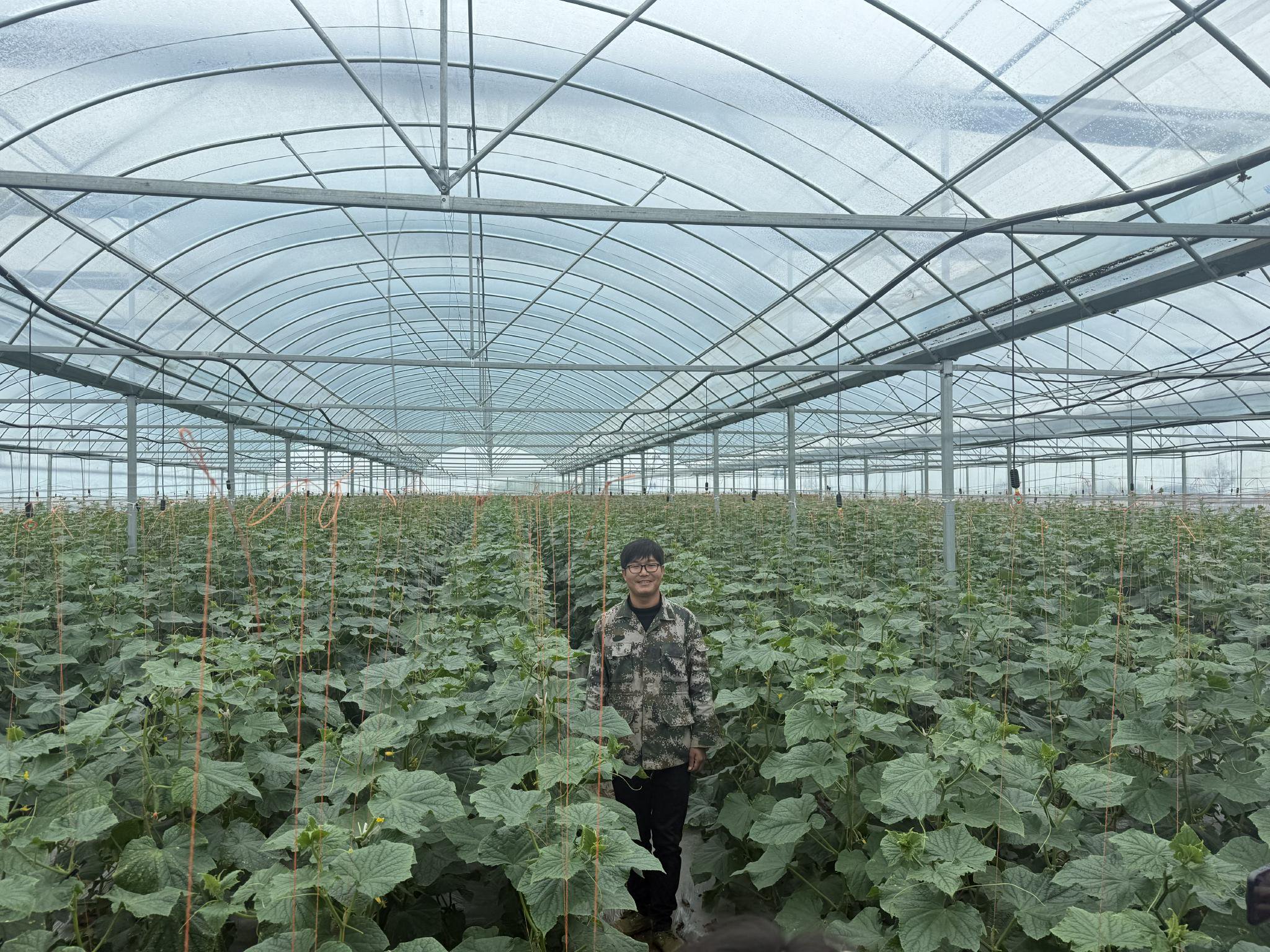 沙洋縣沈集鎮彭堰村村民朱俊傑在自家的黃瓜大棚。新京報記者 張建林 攝