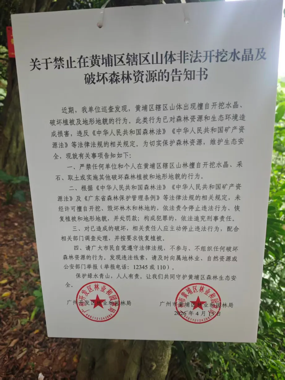 掛在樹上的《告知書》。圖源：「廣州黃埔發佈」公眾號