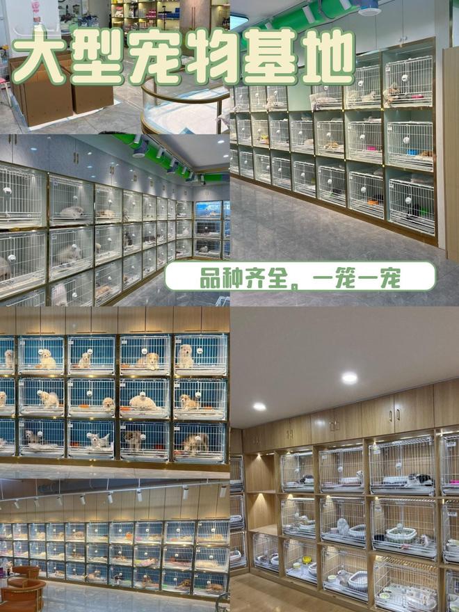 合肥哪里卖可爱宠物猫狗，这里宠物健康可溯源拒绝星期宠