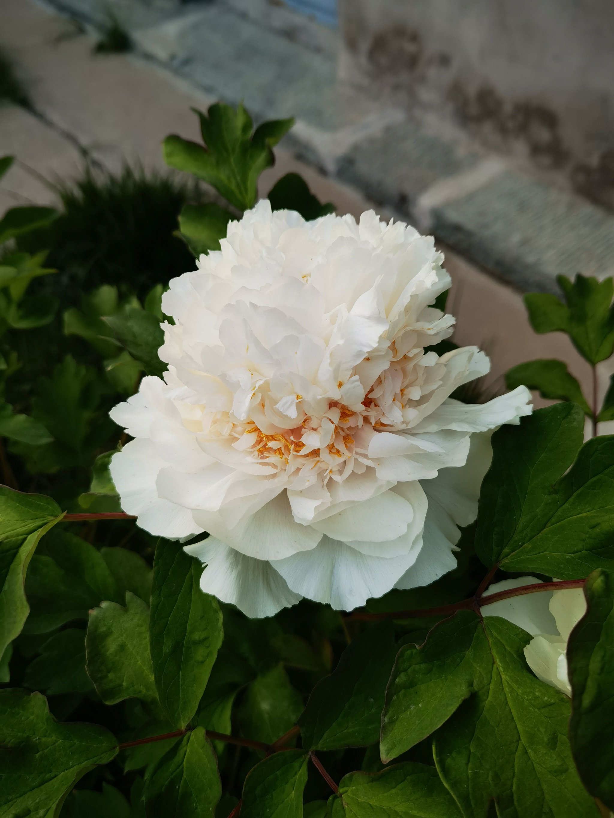 皇冠型牡丹。受訪者供圖