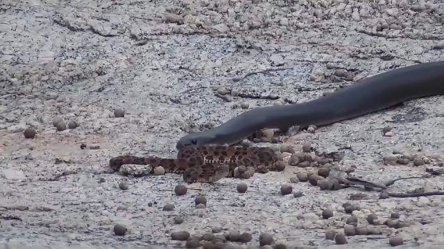短尾蝮注入大量毒液想要杀死对手，结果被反吞让人难以置信