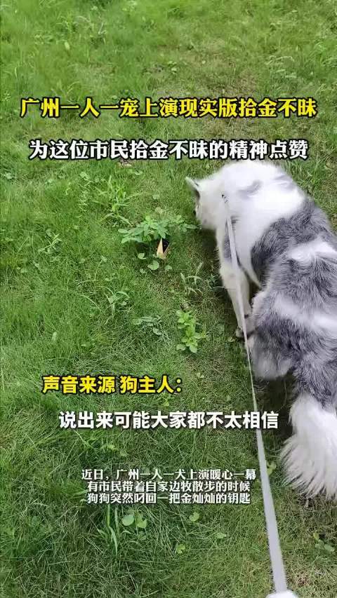 广州边牧遛弯叼回阿维塔金钥匙