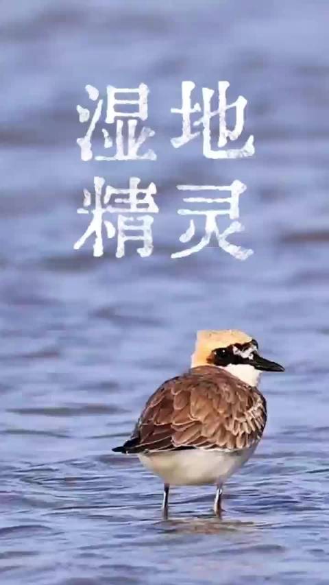 来合肥巢湖偶遇铁嘴沙鸻