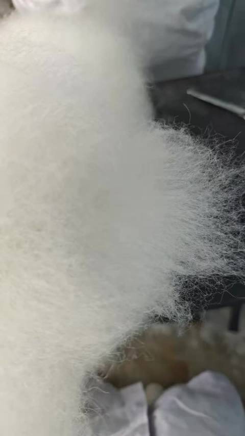 笑晕了，茉莉雨（狗狗合唱版）