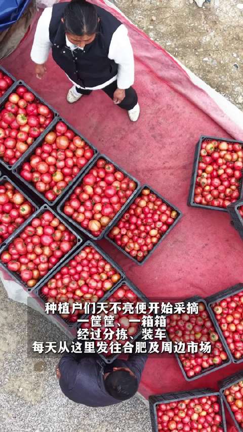 合肥中垾番茄丰收上市，沙瓤多汁成春日抢手货