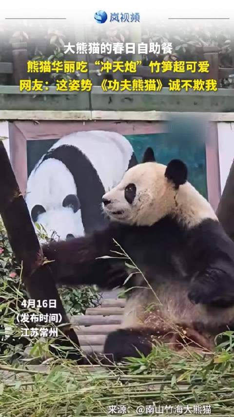 大熊猫春日吃冲天炮竹笋姿势神似功夫熊猫