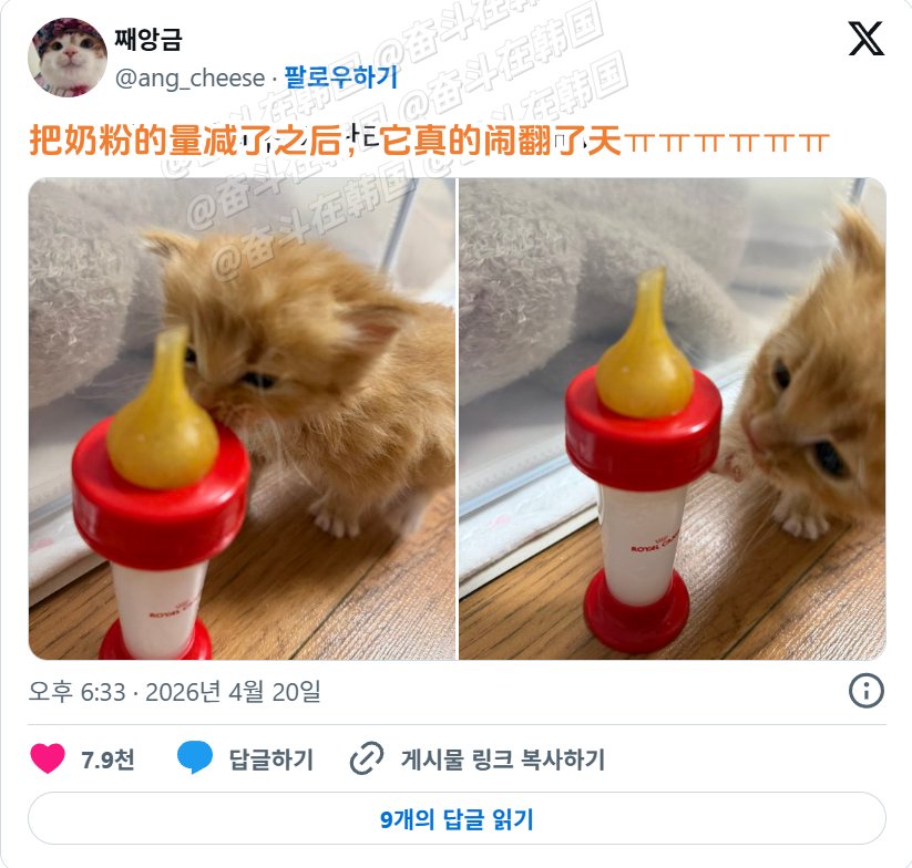 小奶猫因腹胀腹泻就医疑现寄生虫