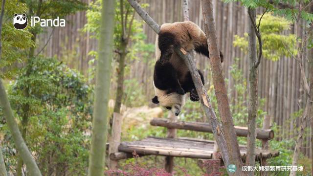 树承受了熊猫太多的“爱” 大熊猫挂树也不忘毁树