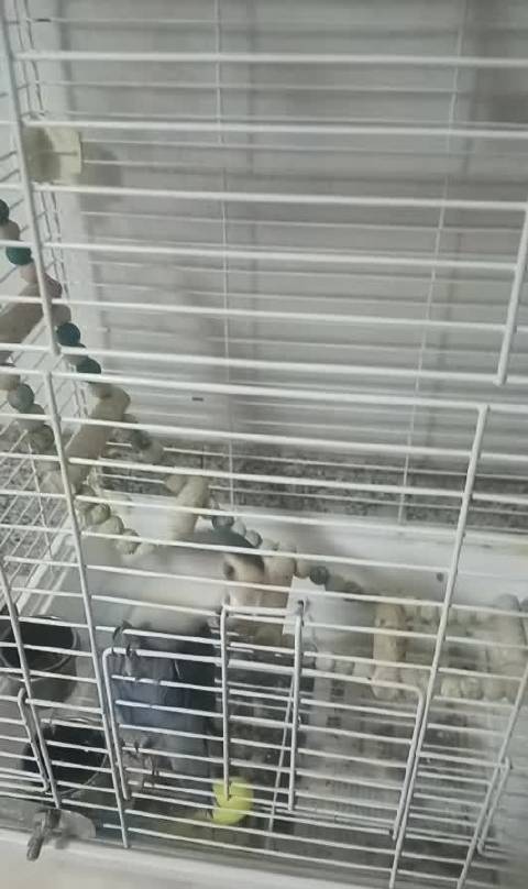 《越狱》
