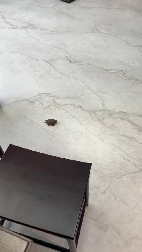 小龟意外逃脱主人祝福其重获自由