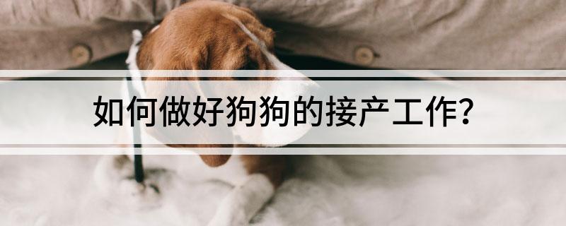 如何做好狗狗的接产工作?
