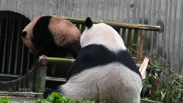 乔九妹太活泼了，满场打滚儿，乔乔妈妈很淡定，头也不抬一下的