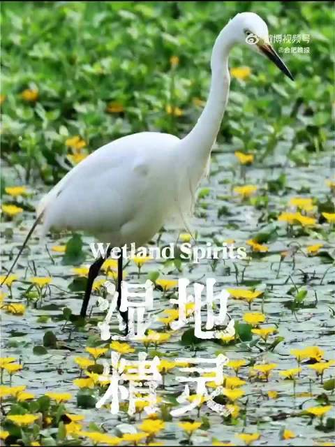 中白鹭现身合肥湿地