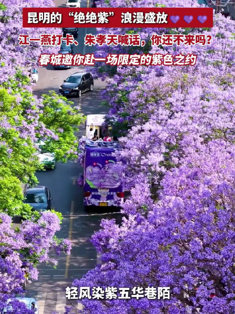 昆明的“绝绝紫”浪漫盛放江一燕打卡、朱孝天喊话，春城邀你赴一场限定的紫色之约