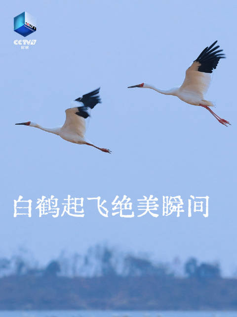 灵鹤本鹤现身江湖